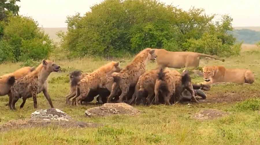 Hyenas.jpg