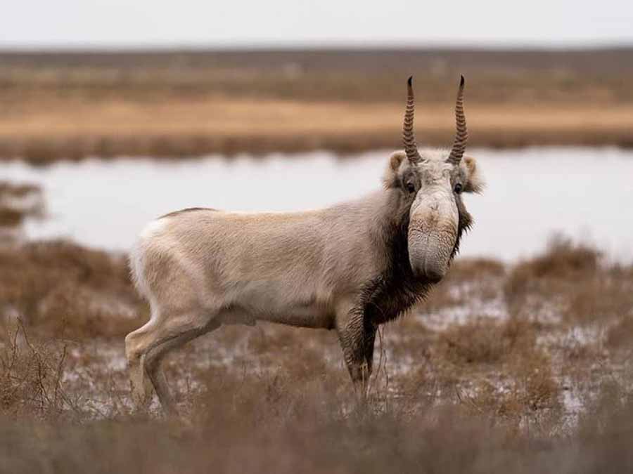 Saiga-antelope.jpg