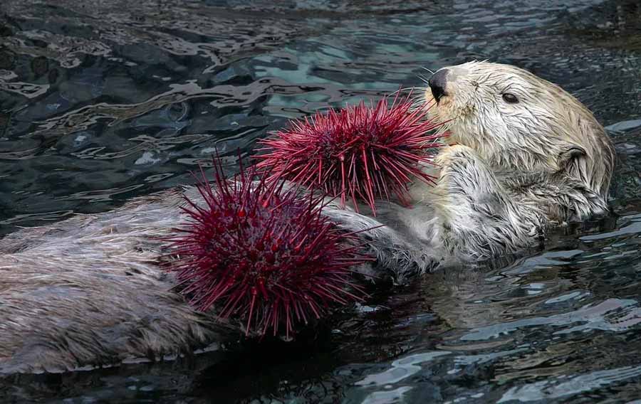 Sea-Otter.jpg