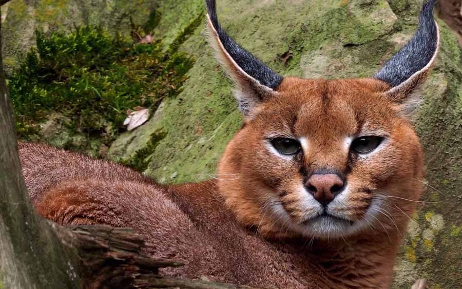 Caracal.jpg