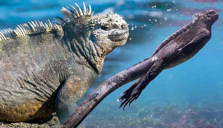 Marine-Iguana.jpg
