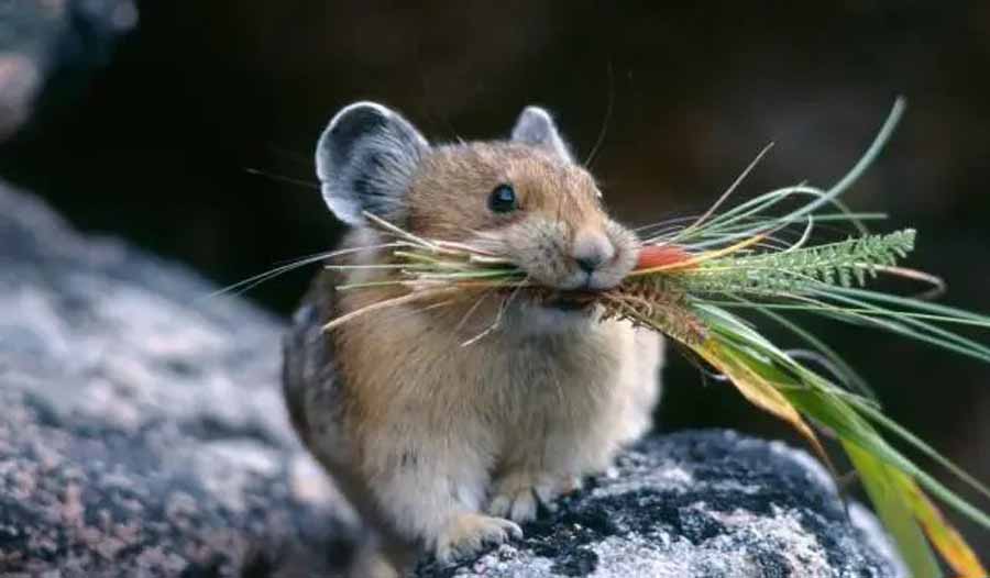 pika.jpg
