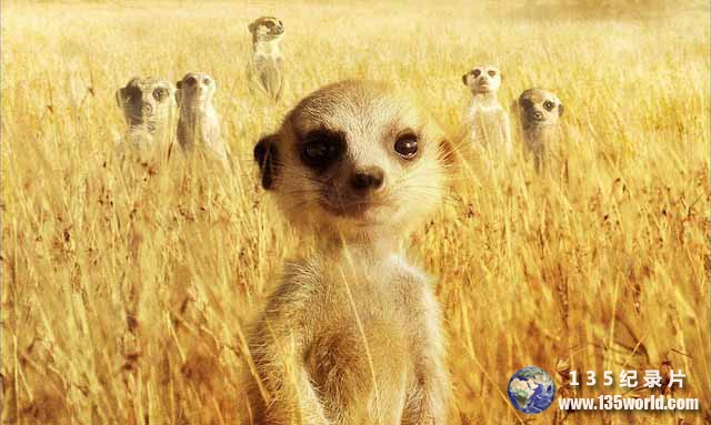 The-Meerkats.jpg