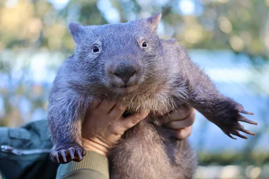 Secret-Life-of-the-Wombat.jpg