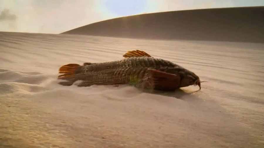 Desert-armored-catfish.jpg
