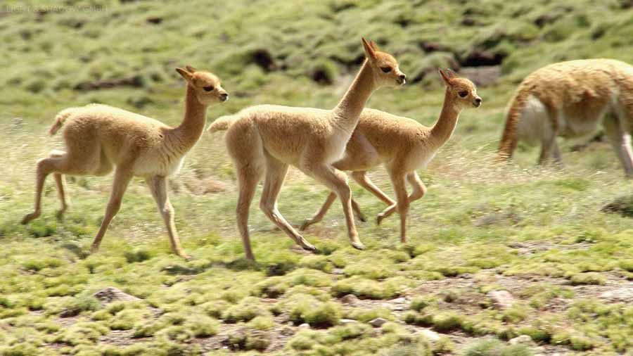 The-Wild-Andes.jpg