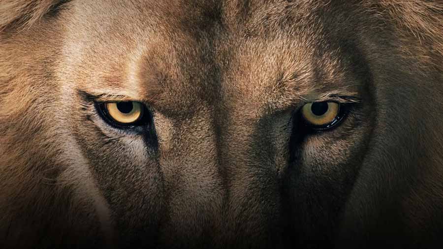 The-Secret-Lives-of-Big-Cats.jpg