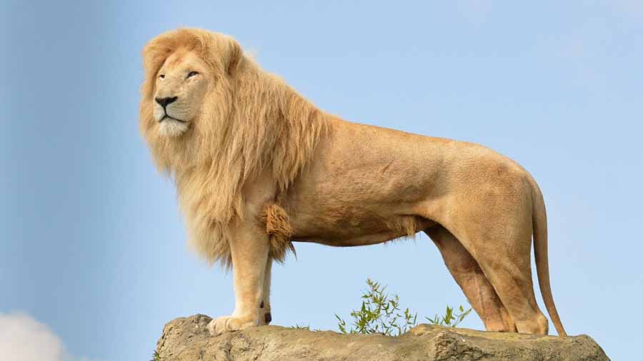 Big-Cats-of-the-Timbavati.jpg