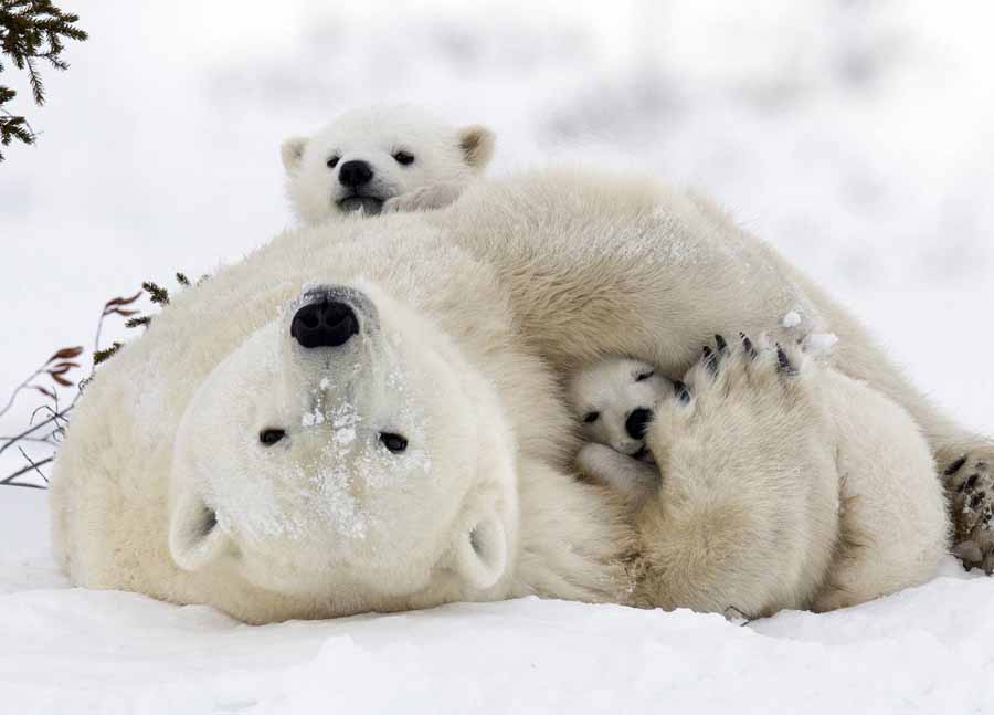Snow-Bears.jpg