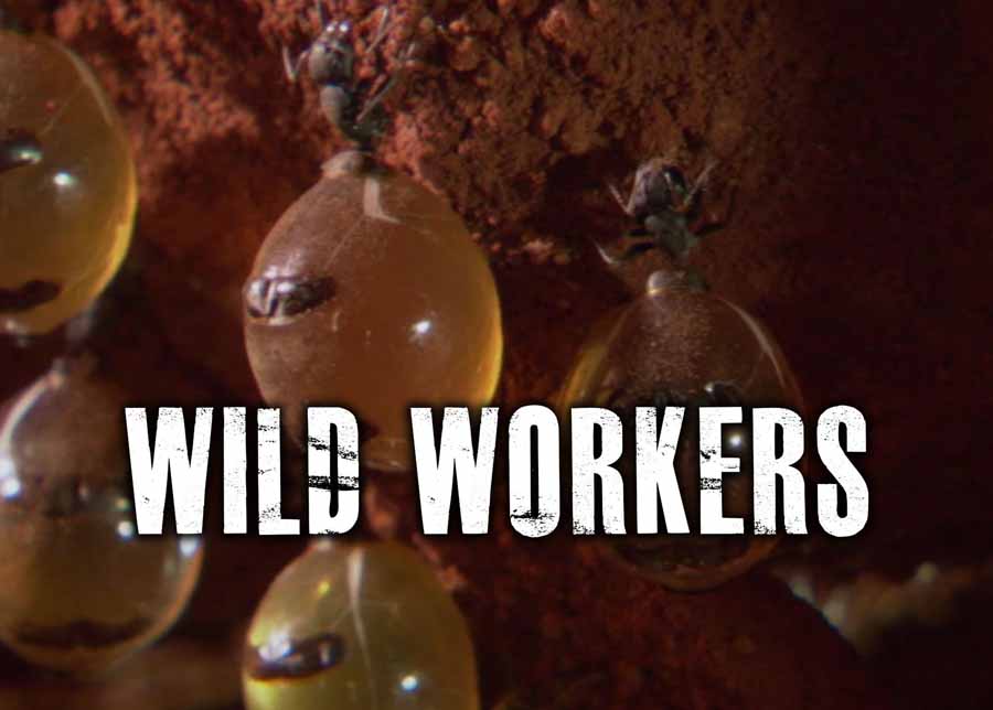 Wild-Workers.jpg