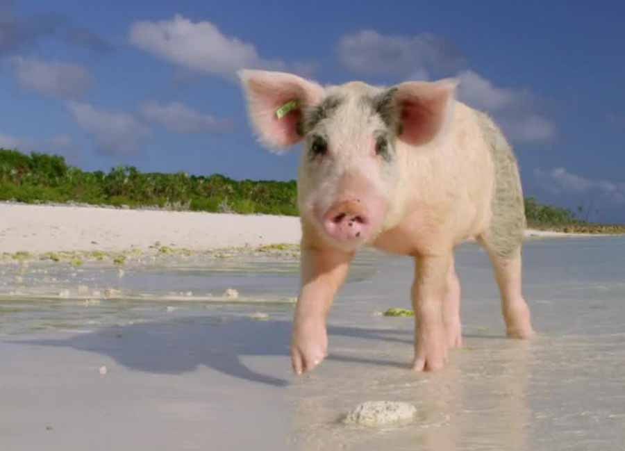Amazing-Pigs.jpg