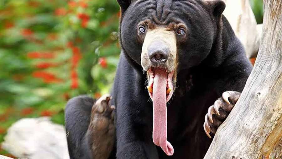 Sun-Bear.jpg