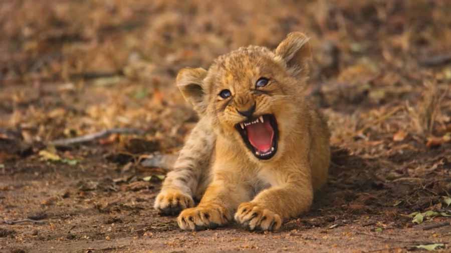 New-Kids-In-The-Wild-S2.jpg