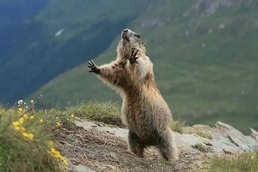 Prairie-Dogs-Talk-Of-The-Town.jpg