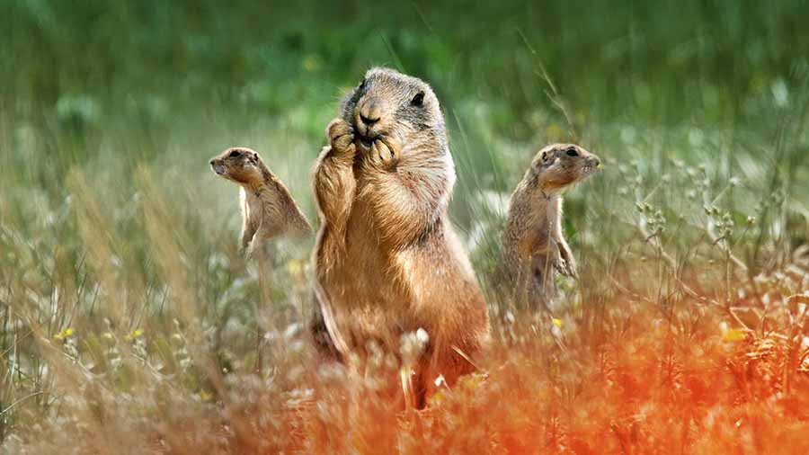 Prairie-Dog-Manor.jpg
