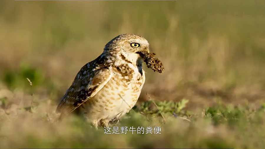 HUANG-DI.jpg