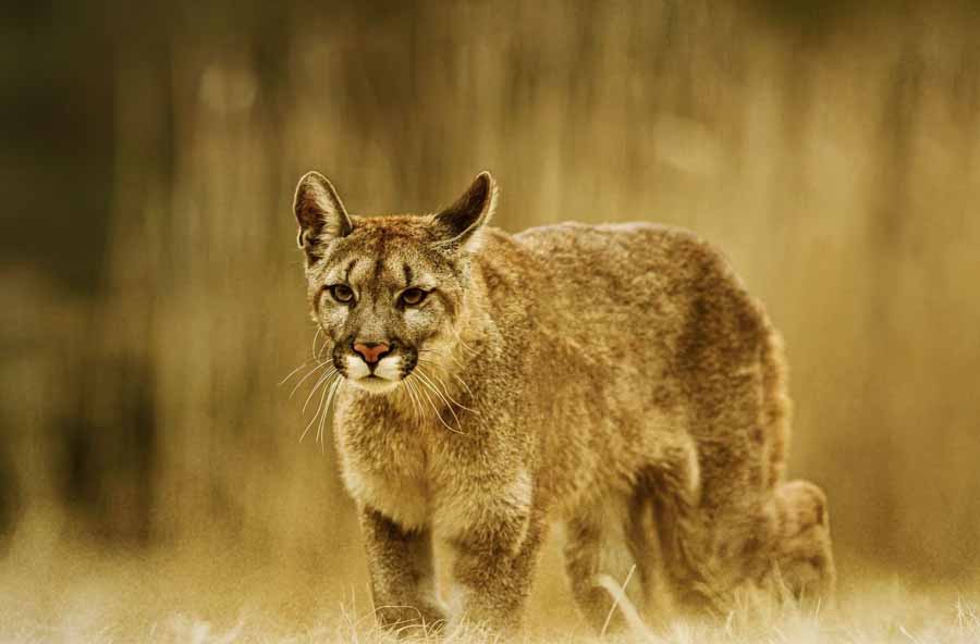 Man-Vs-Puma.jpg