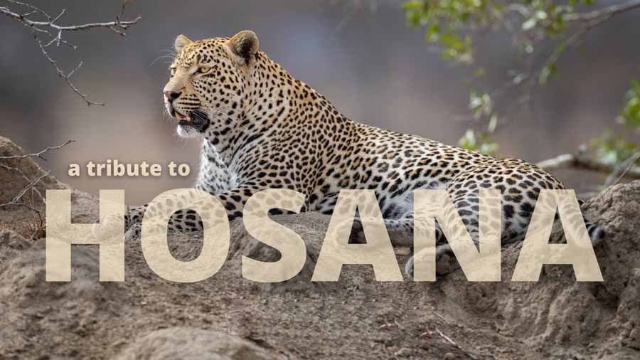 Hosana.jpg