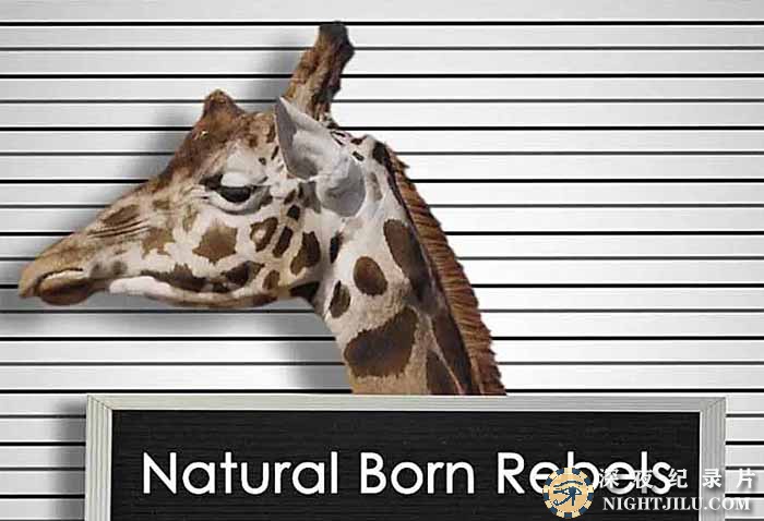 Natural-Born-Rebels.jpg