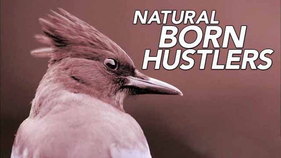 Earth-Natural-Born-Hustlers.jpg
