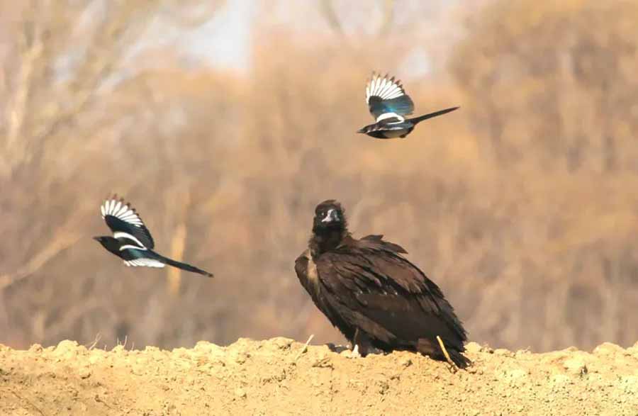 WildLife-Icons-S2.jpg