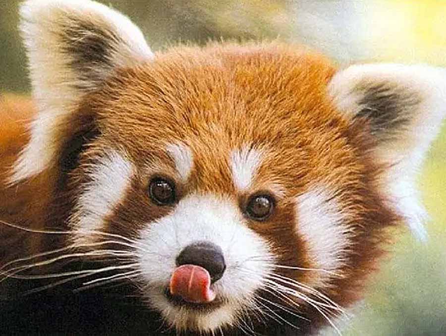 Red-Panda-Worlds-Cutest-Animal.jpg