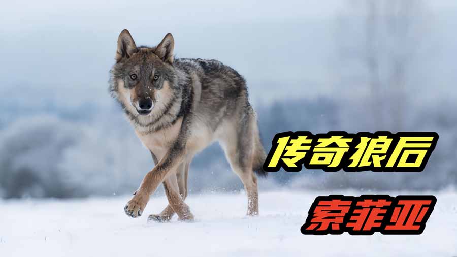 The-Snow-Wolf-A-Winters-Tale.jpg