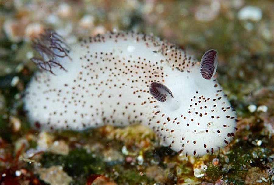SEA-BUNNY.jpg