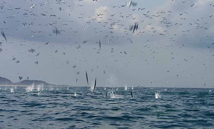 capelin.jpg
