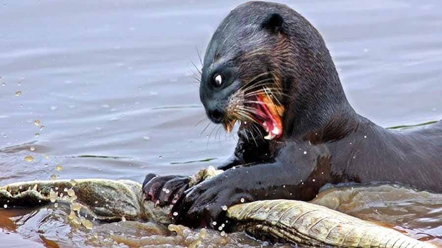 Giant-Otters-of-the-Amazon.jpg