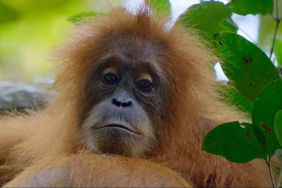 Secret-Lives-of-Orangutans.jpg