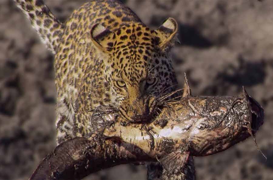 Africas-Fishing-Leopards.jpg