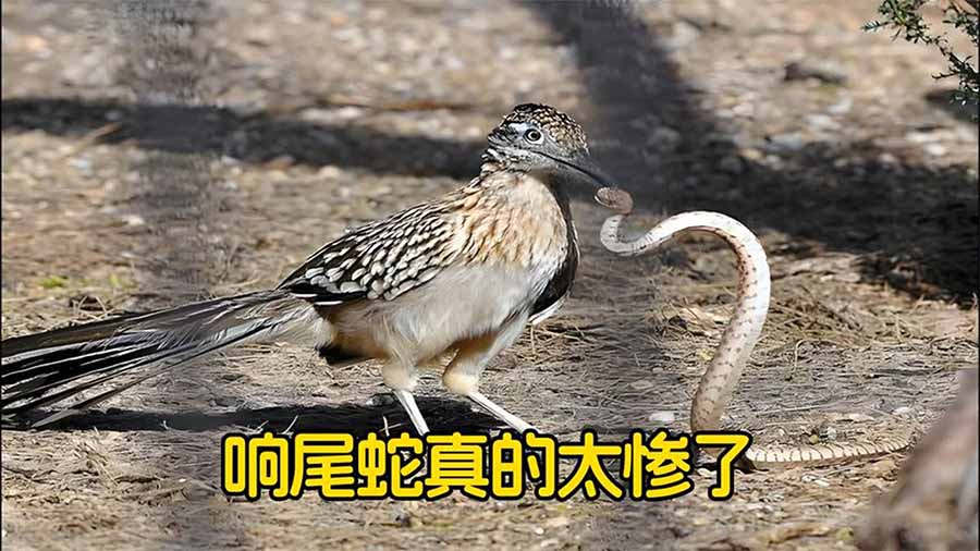 zou-juan.jpg
