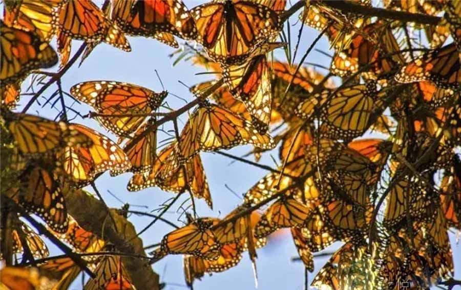 Flight-of-the-Butterflies.jpg