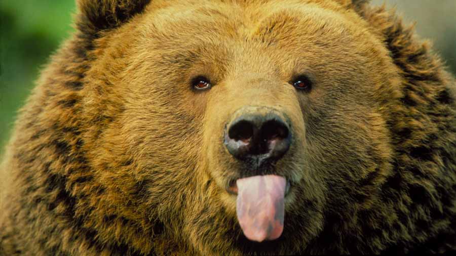 Animals-Behaving-Badly.jpg