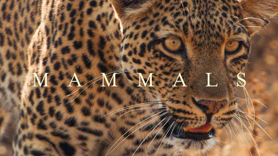 Mammals-2024.jpg
