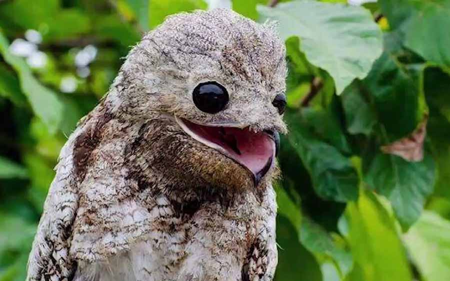 potoo.jpg