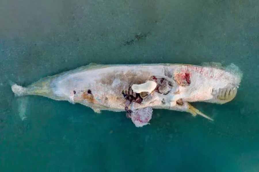 Wild-Alaska.jpg