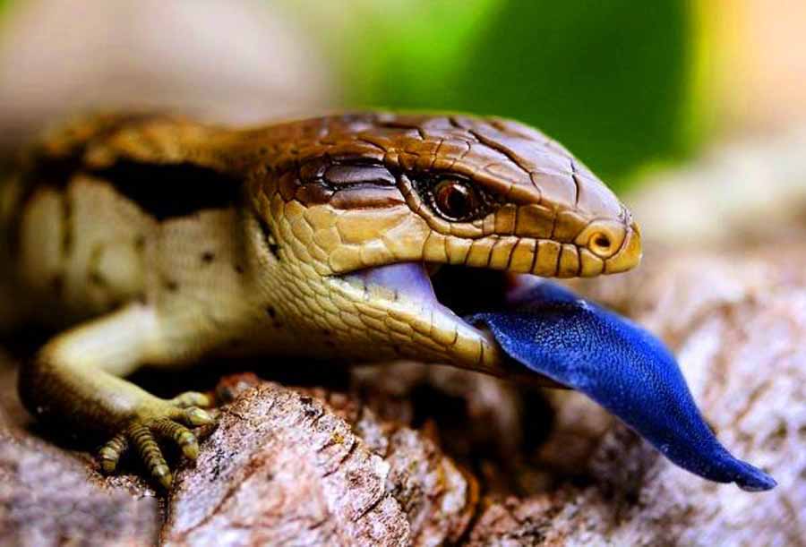 Common-Bluetongue.jpg