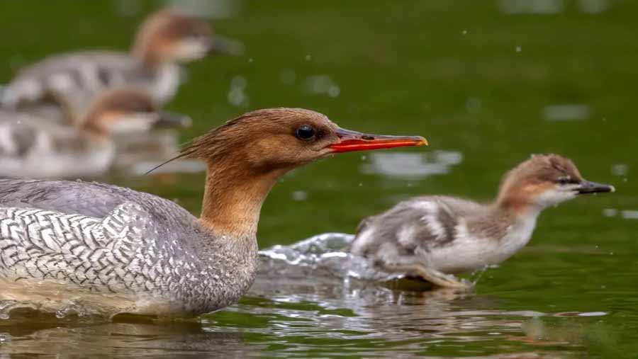 Chinese-Merganser.jpg