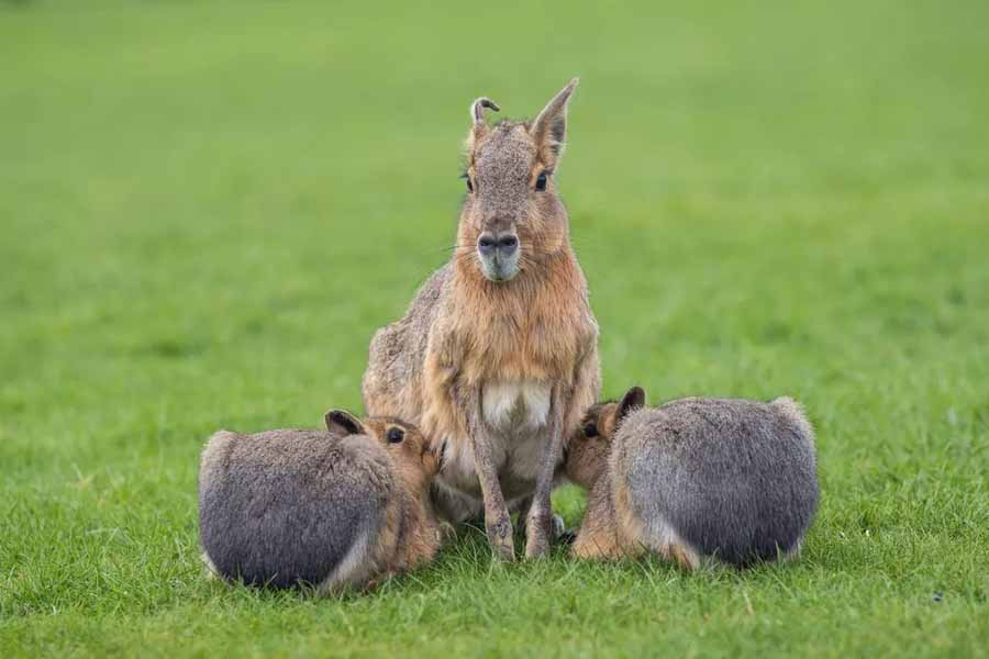 Patagonian-mara.jpg