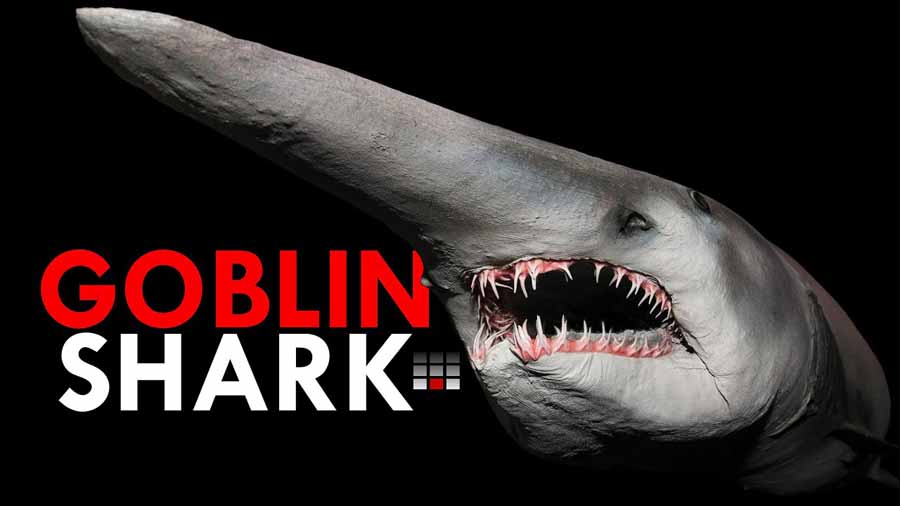 Goblin-Shark.jpg