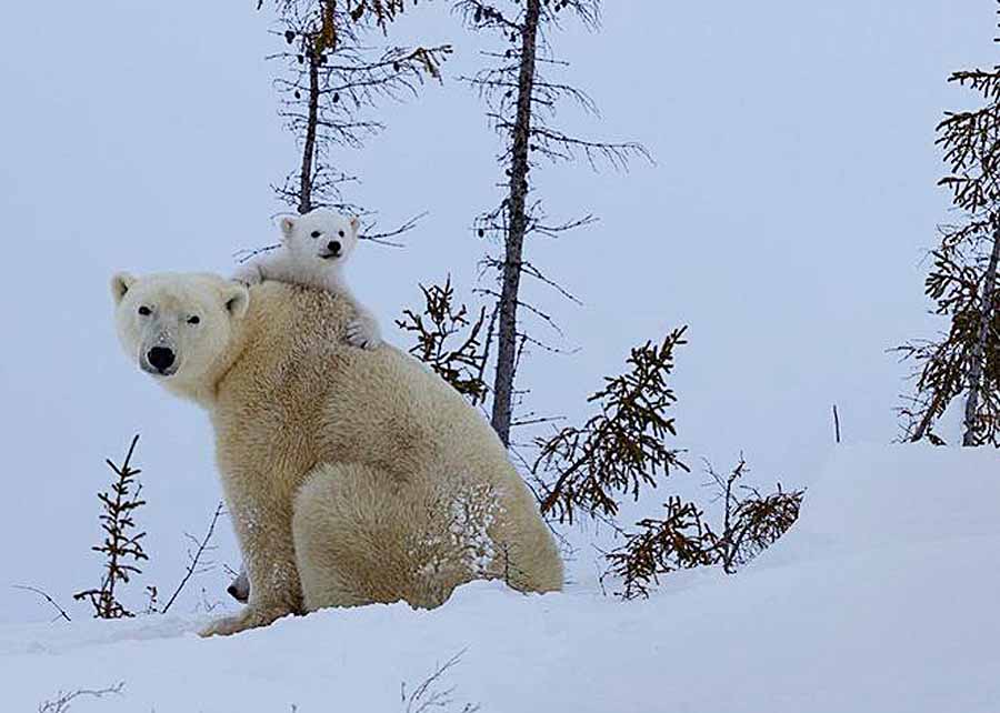 Snow-Babies.jpg