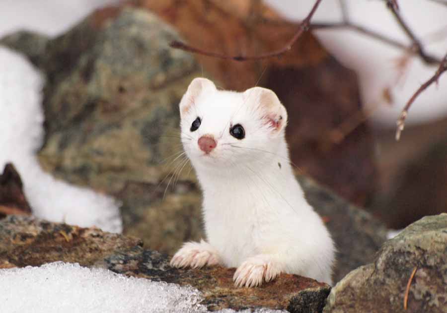 White-Ermine.jpg