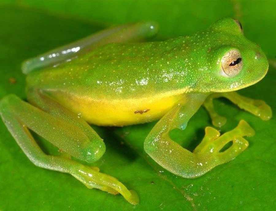 Glass-Frog.jpg