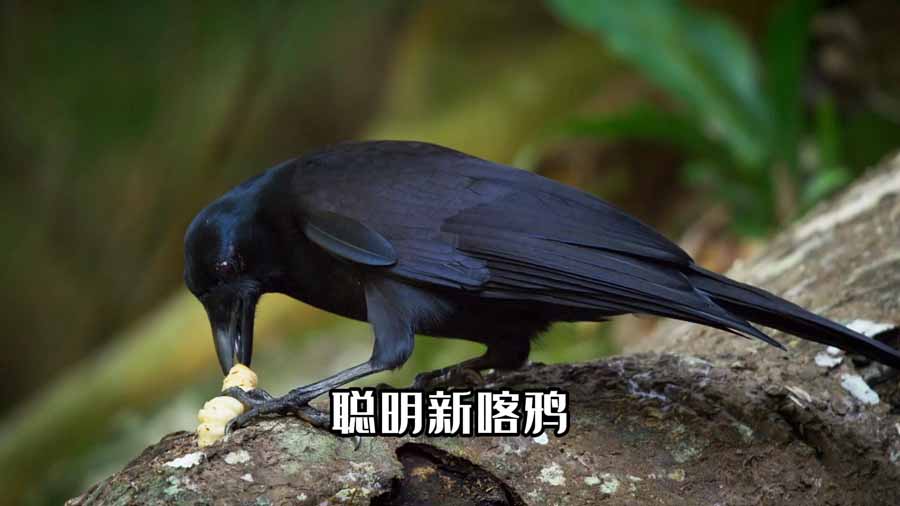 XIN-KA-YA.jpg