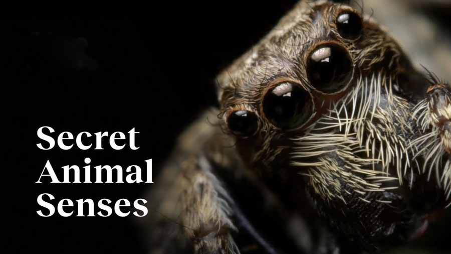 Animal-Senses.jpg