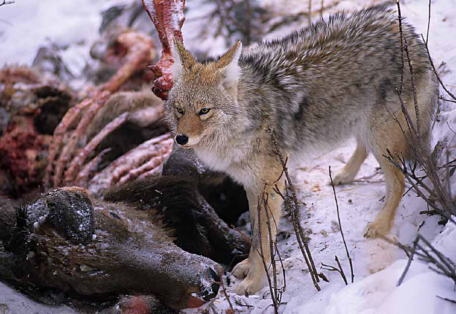 Yellowstone-Wolf-Dynasty.jpg