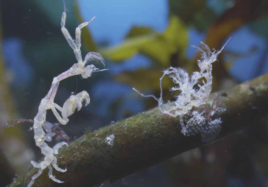 Pariambus-typicus.jpg