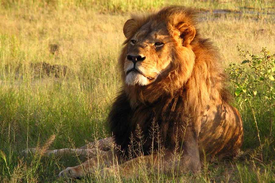 Planet-Carnivore-Lion.jpg